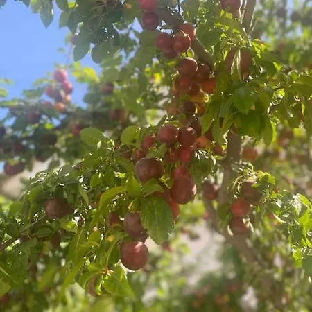 With Garden In Urla, Torasan Urla