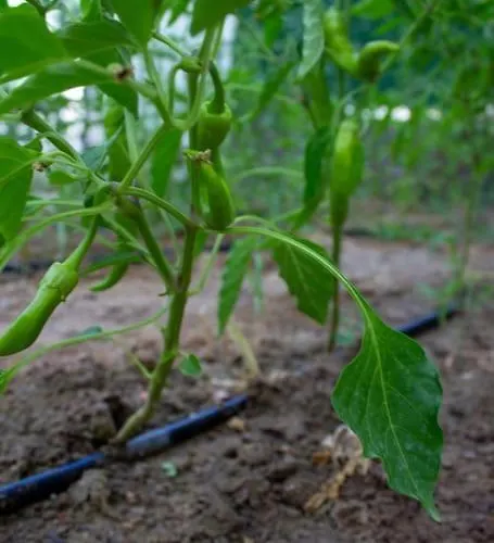 With Garden In Urla, Torasan Villa