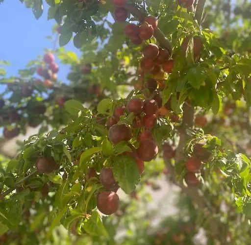 With Garden In Urla, Torasan Urla