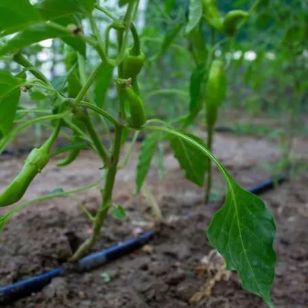 With Garden In Urla, Torasan Villa